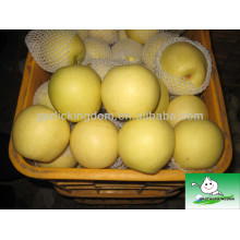 China Fresh golden pear ,pear fruit